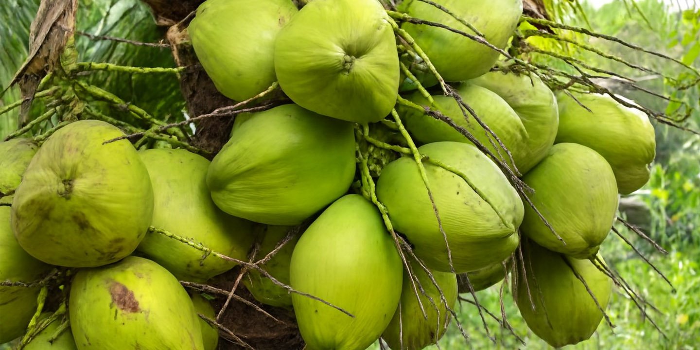 Designing a website to sell Sri Lankan coconut products to the export market
